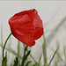 Coquelicot