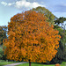 Wunderschöne Herbstfarben (Wilhelma)