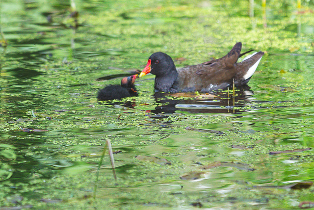 The Pond Moorhen and chicks