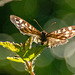 Speckled wood butterfly