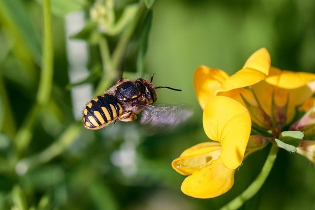 In meinem Garten - die Farben des Sommers