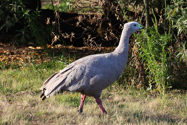 Cape Barren Goose on Maria Island