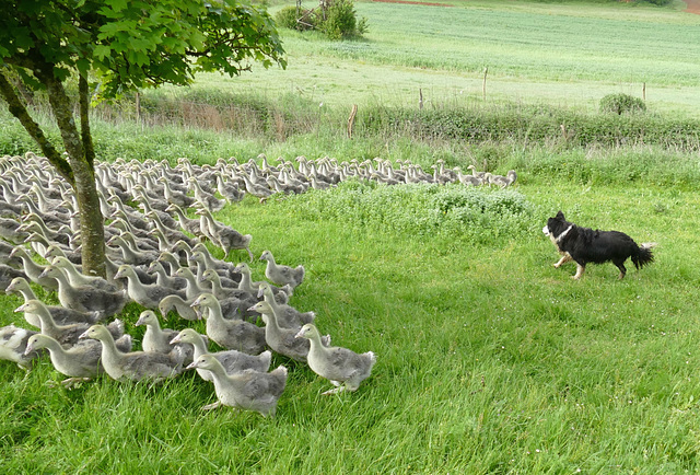 Troupeau d'oies avec son gardien !