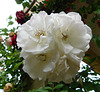 Roses blanches chez mon fils****************