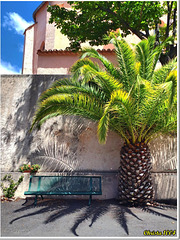 Bench under a pineapple palm - HBM