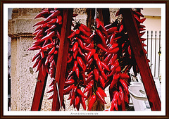 a Calabrian spicy red chili pepper