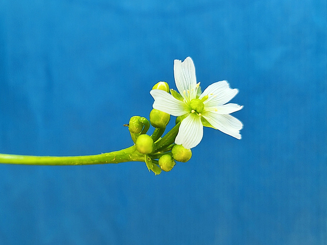 Première fleur .. / First flower... [EXPLORER]