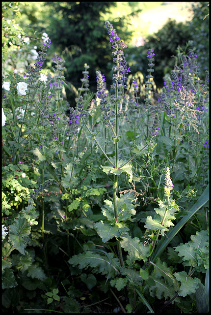 Salvia verbenaca