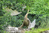 crystal palace dinosaurs, london