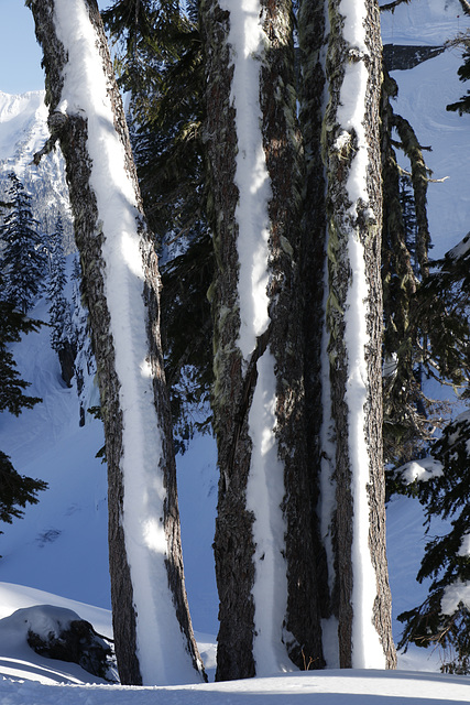 Winter Trees