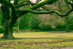 Under the Chestnut tree