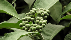 Poisonous seeds of Deadly Nightshade