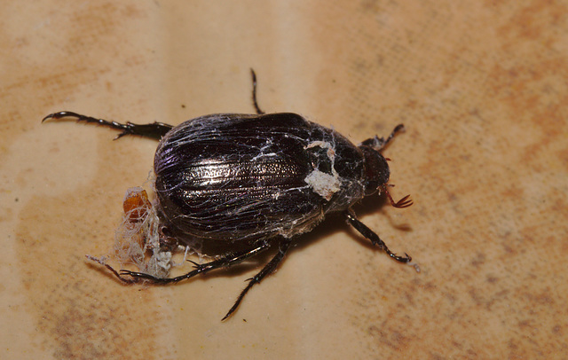 Beetle IMG_6315