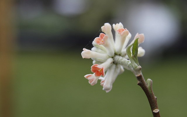 Buisson à papier: la fleur