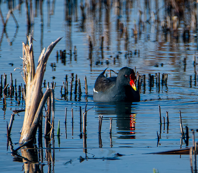 Moorhen