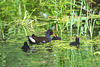 The Pond Moorhen and chicks