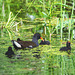 The Pond Moorhen and chicks