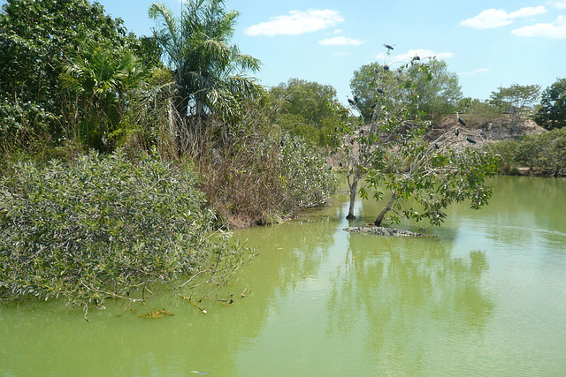 Crocodylus Park