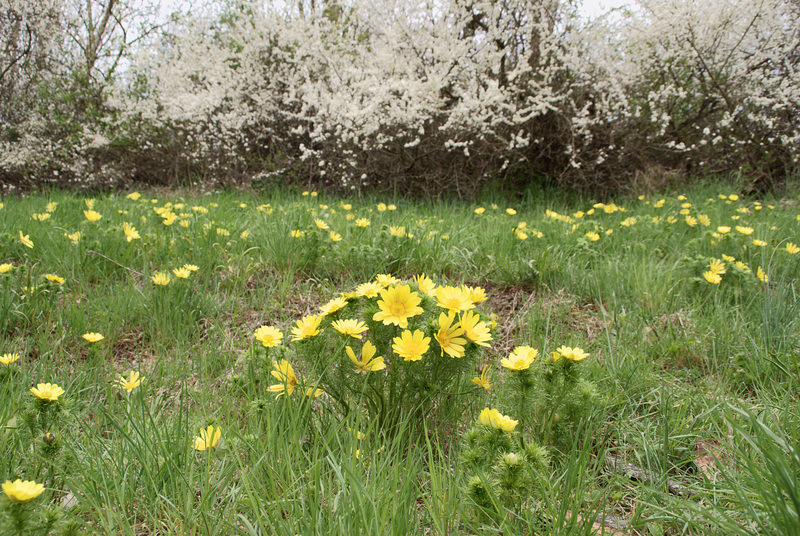 Frühlings-Adonisröschen (Adonis vernalis)