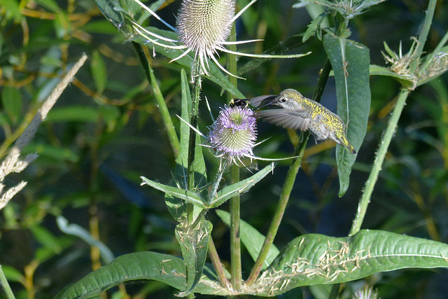 Photobombing hummingbird