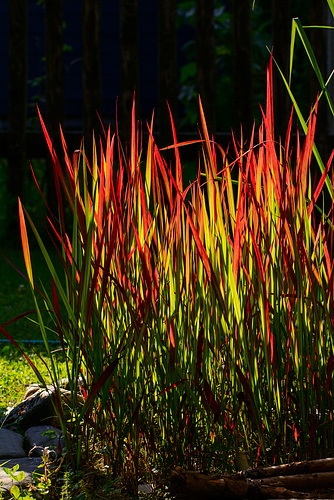 In meinem Garten - die Farben des Sommers