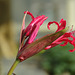 Tiny red flower in close up