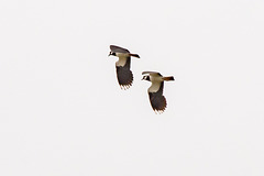Lapwings displaying at   Padfield