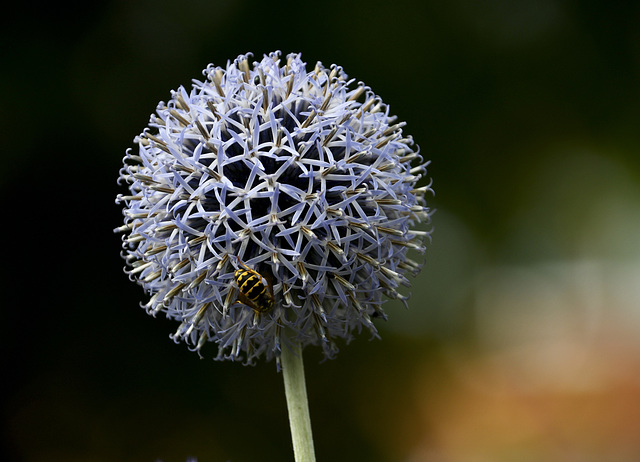 Fleur de ciboulette