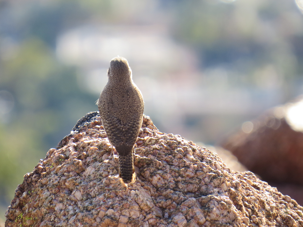 House Wren