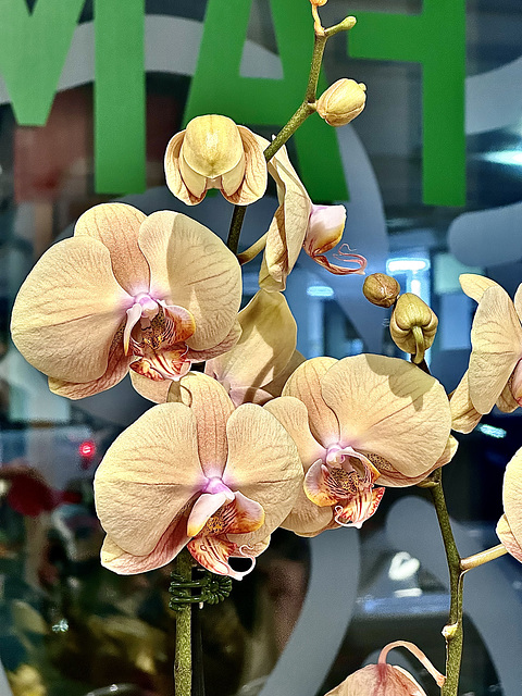 Orchids