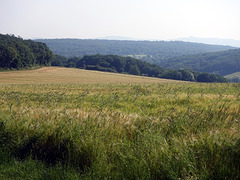 Kornfeld bei Gimmigen Bad Neuenahr