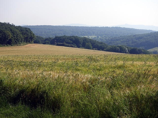 Kornfeld bei Gimmigen Bad Neuenahr