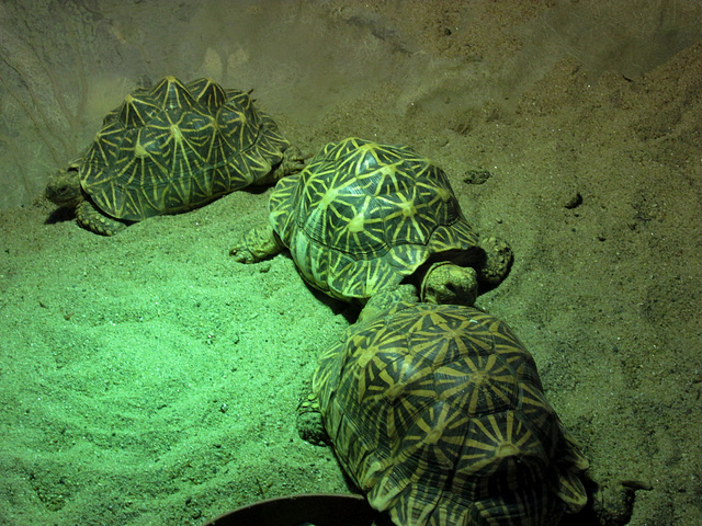 Indian star-turtles.