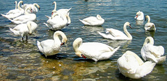 Swans