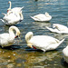 Swans