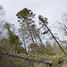 Slowly falling trees at Pinhay Bay, Devon