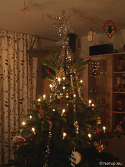 Goodbye, Christmas tree (1)