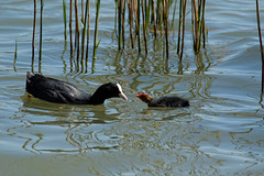 am Klingnauer Stausee (© Buelipix)