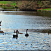 Birds on Lake Moananui
