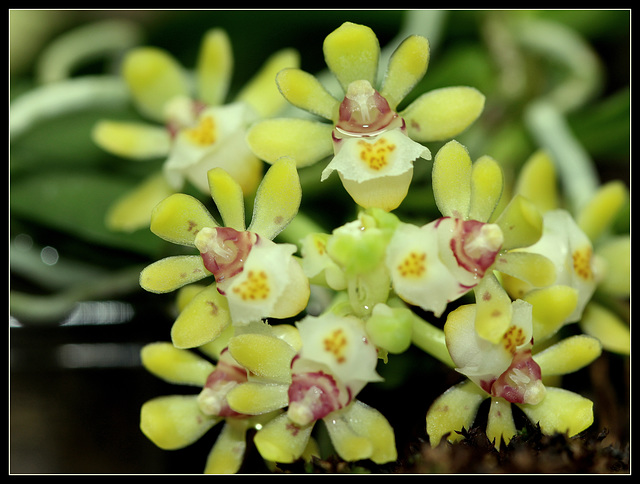 Gastrochilus japonicus (10)
