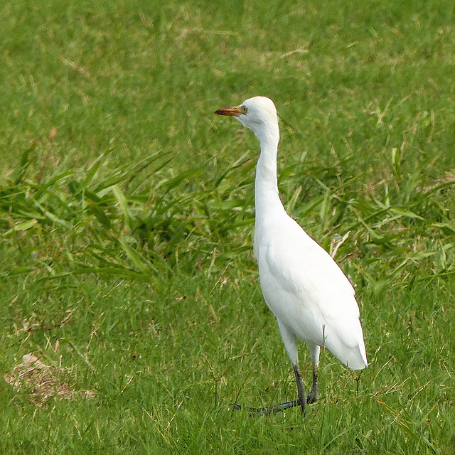 (Cattle?) Egret, on way to Caroni Swamp, Trinidad