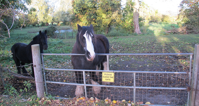 H.F.F. ! A Shire horse from Yorkshire