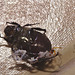 Beetle IMG_6310