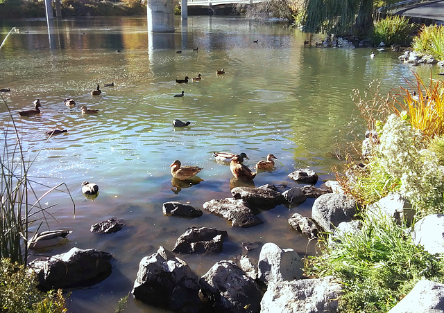 Waterfowl assortment