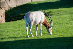Scimitar horned oryx.. extinct in the wild.