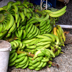 Bananas (Plantains?) in Market, St. Lucia