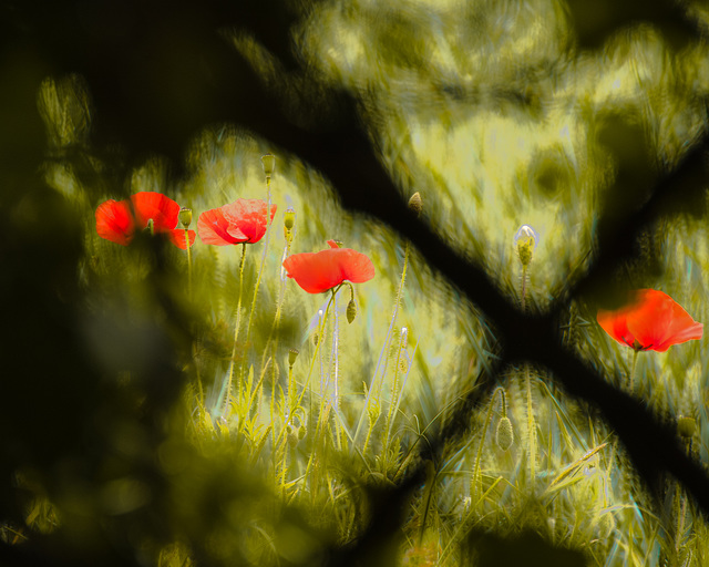 Through a Hedge, Darkly