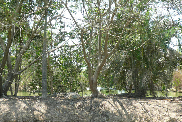 Saltwater Crocodile At Crocodylus Park