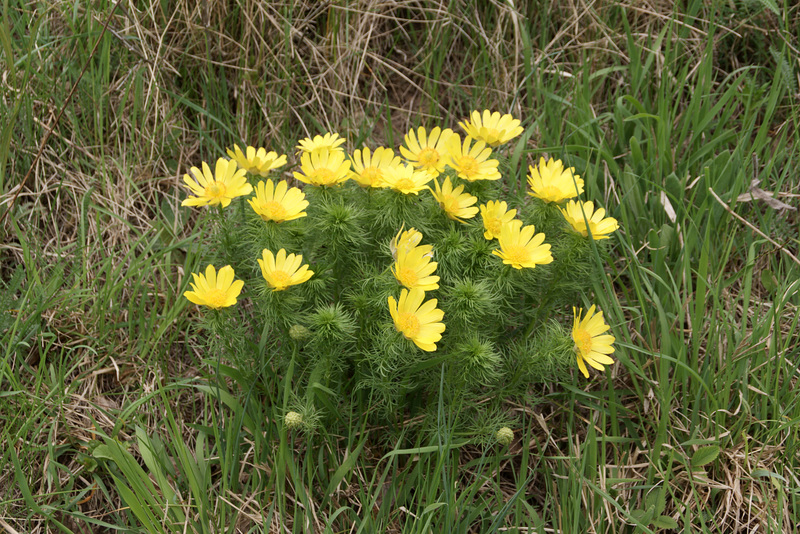 Frühlings-Adonisröschen (Adonis vernalis)