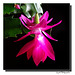 Le Schlumbergera ( Cactus de Noël ) ...